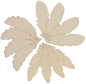 Preview: Wooden Feathers, Set of 12